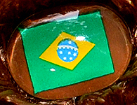 Flag nose on Champion Buddy - Brazil